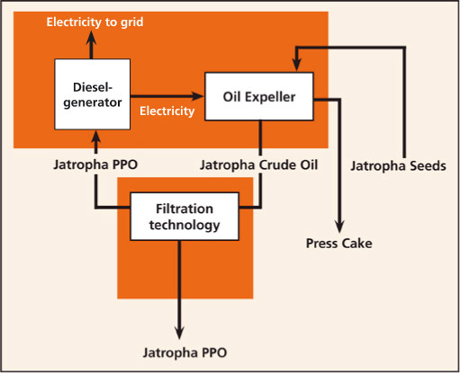 Jatropha Oil Extraction Process