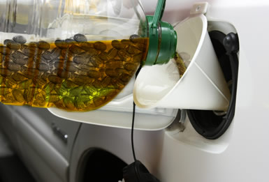 Jatropha Oil Extraction