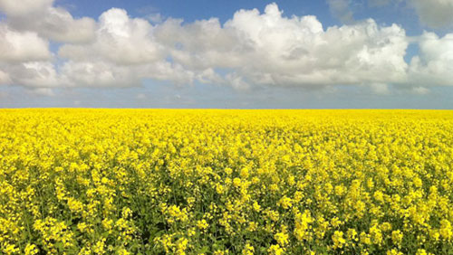 canola oil crops Australia