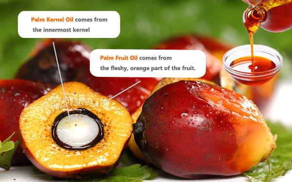 Facts of Palm Kernel Oil and How the Oil is Extraced?