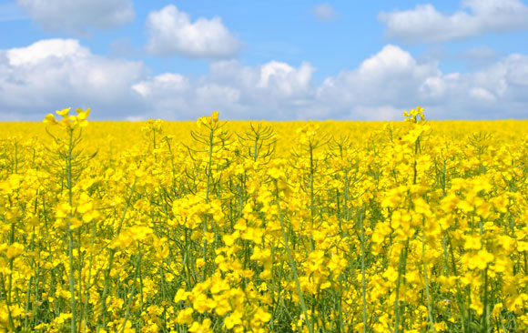 rapeseed filed