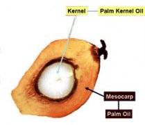 palm kernel oil pressing machine
