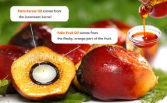 how is palm kernel oil extracted